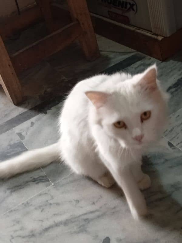 persian cat 2 year old above for sell full active and healthy 2