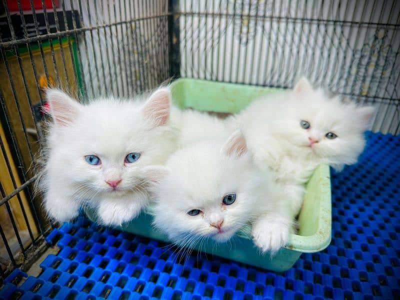 Persian Male / Female kittens available for sale 0