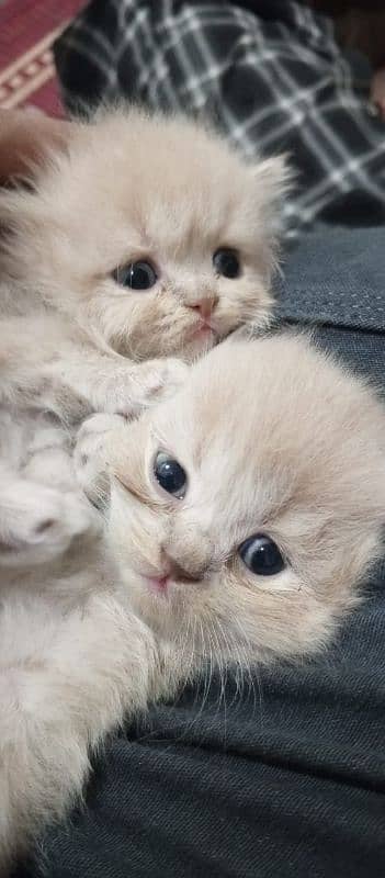 Persian Male / Female kittens available for sale 1