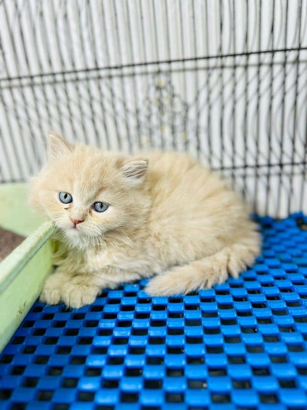 Persian Male / Female kittens available for sale 2