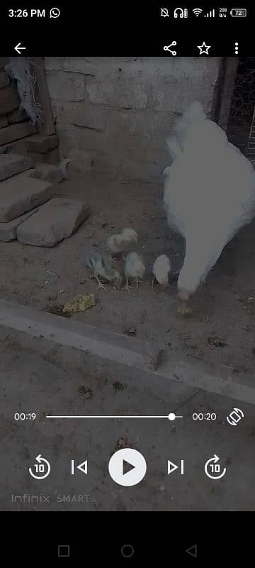 Heera chicks 2