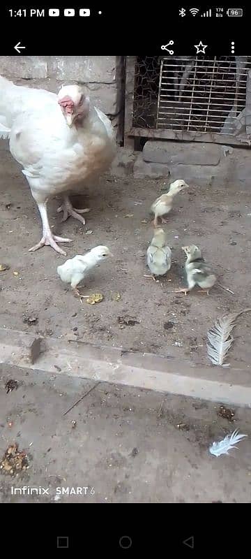 Heera chicks 3