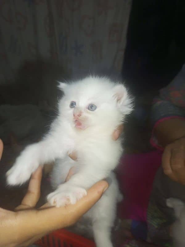 Breeder Metted Persian female on paid adoption 2