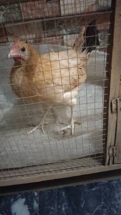 desi hen