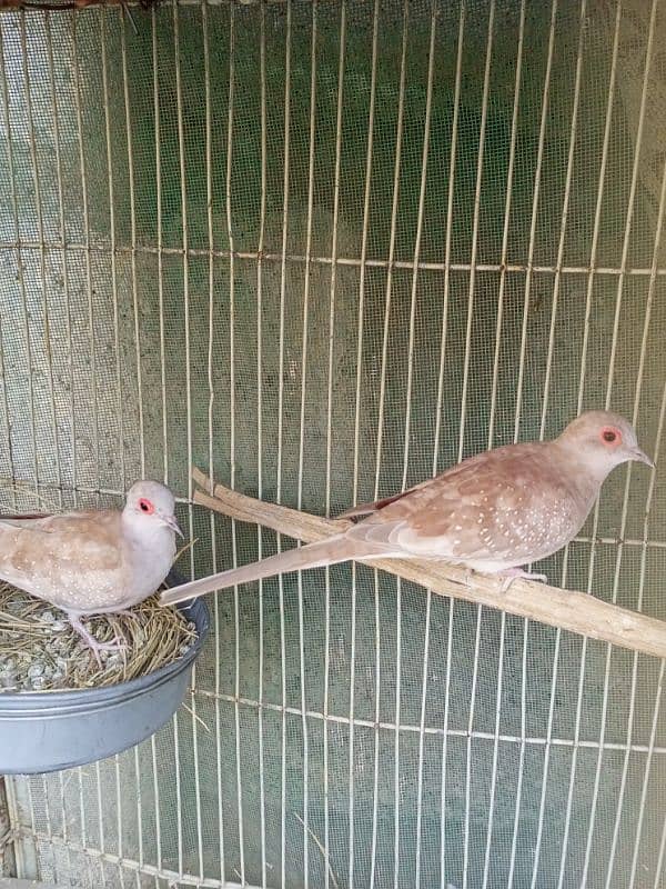 Red Dove Pair 1