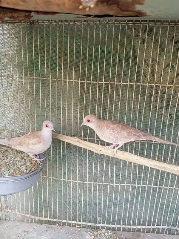 Red Dove Pair 2