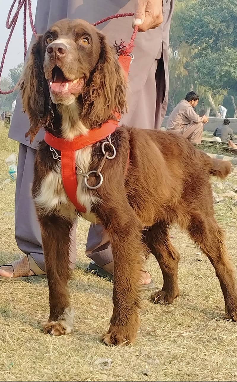 Cocker spaniel male age 10 month full train for sale 0