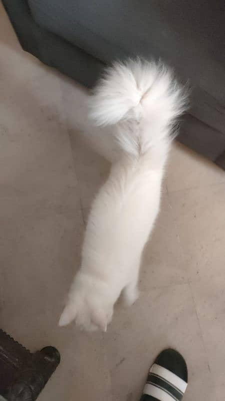 Persian cat, tripple coat, semi punch, female 1