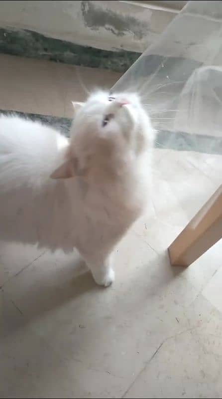 Persian cat, tripple coat, semi punch, female 2