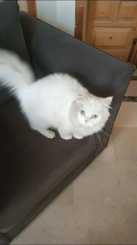 Persian cat, tripple coat, semi punch, female 0