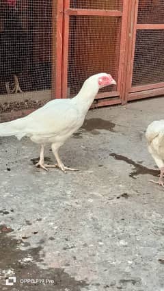 white heera breed pure