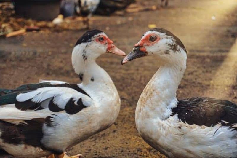 Moscavi Ducks Pair ( Breeding ) 0