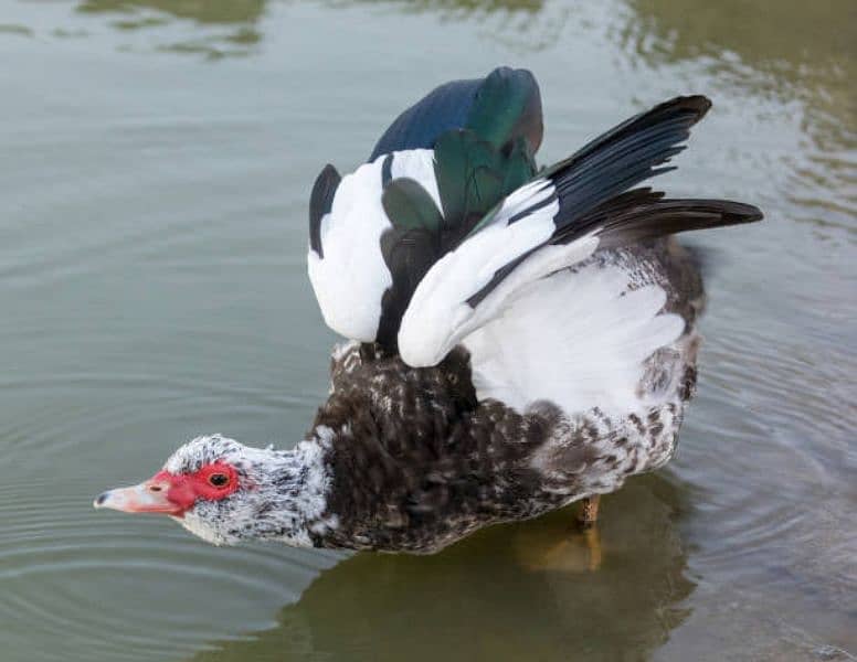 Moscavi Ducks Pair ( Breeding ) 1