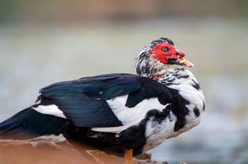 Moscavi Ducks Pair ( Breeding ) 2