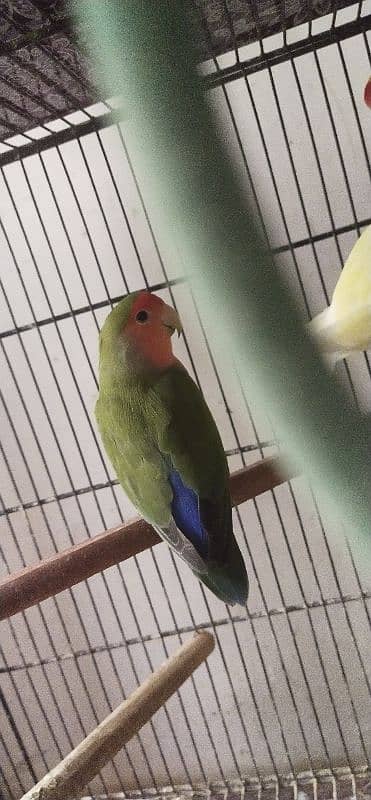 2 colored love birds and 1 persanat breeder pair 3