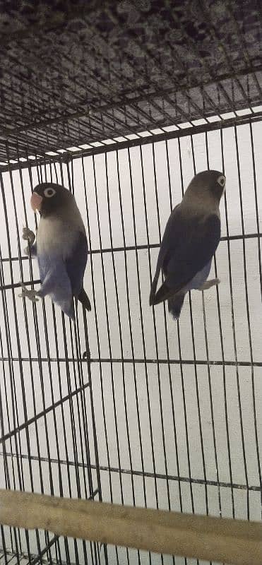 2 colored love birds and 1 persanat breeder pair 4