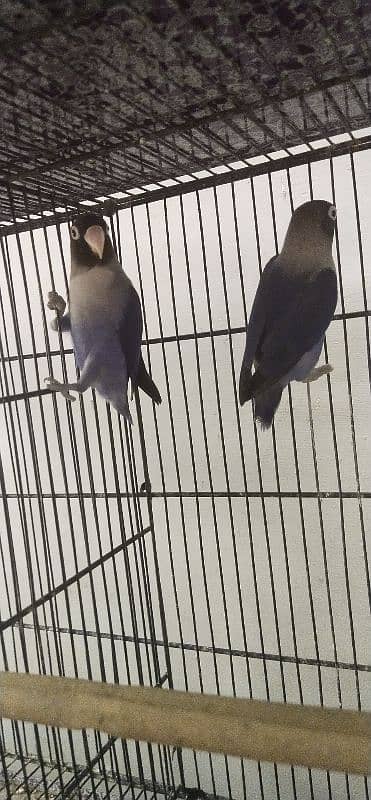 2 colored love birds and 1 persanat breeder pair 5