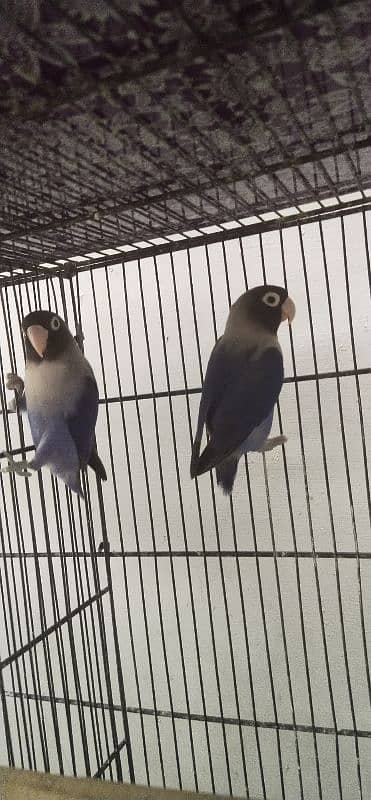 2 colored love birds and 1 persanat breeder pair 6