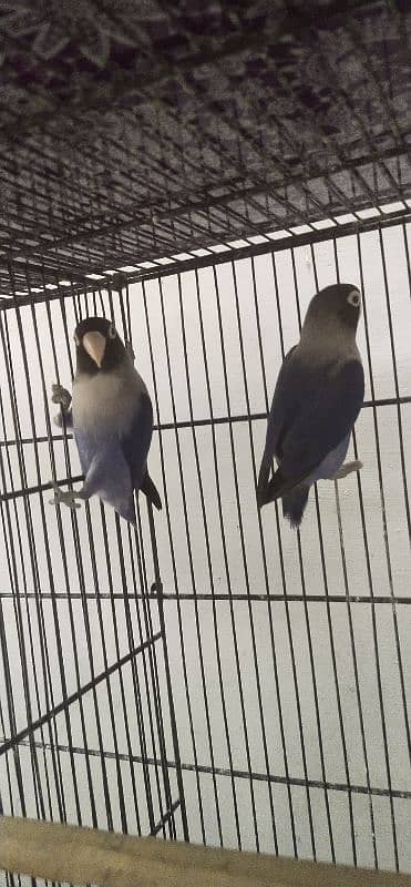 2 colored love birds and 1 persanat breeder pair 7