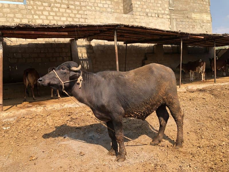 BUFFALO katta FOR SALE 5