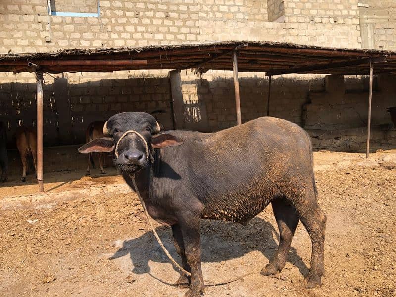 BUFFALO katta FOR SALE 6