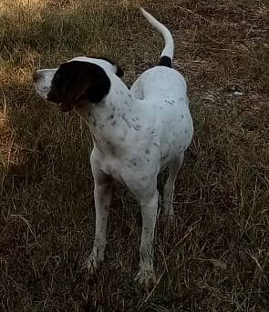 English pointer female dog for sale. 0