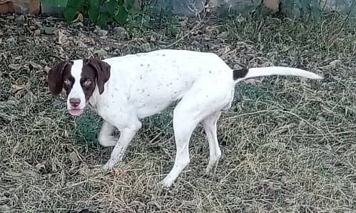 English pointer female dog for sale. 1