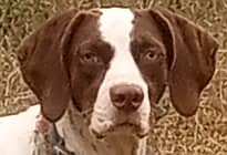 English pointer female dog for sale. 2