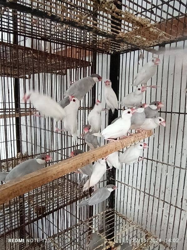 Java breeders pairs and cages for sale 1