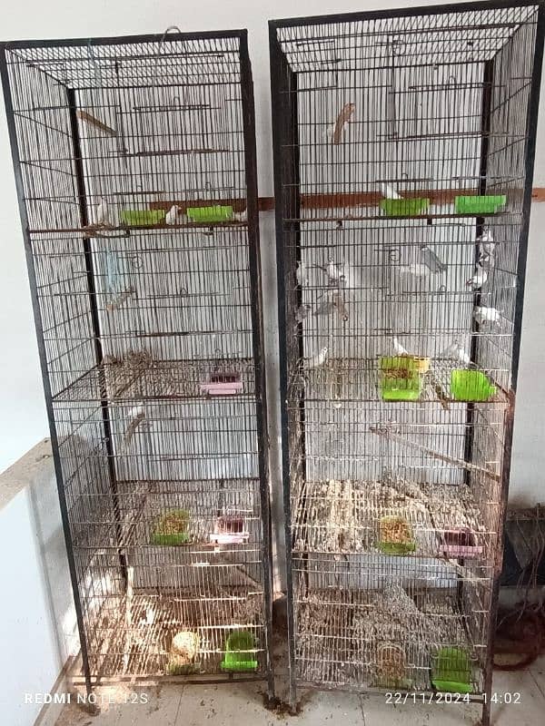 Java breeders pairs and cages for sale 3