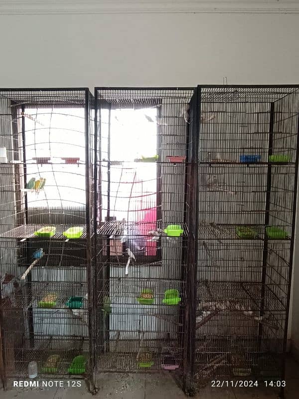 Java breeders pairs and cages for sale 4