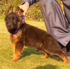 long coat garman shepherd male for sale