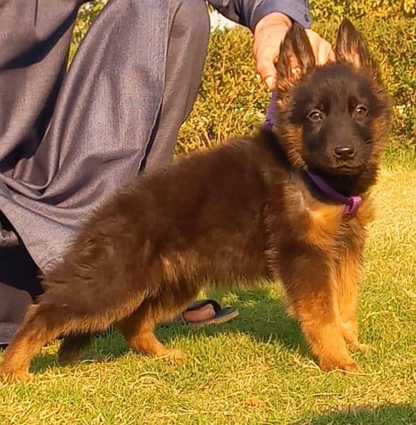 long coat garman shepherd male for sale 1