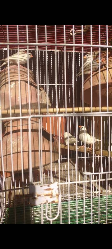 FINCHES BOUNDED PAIR 0