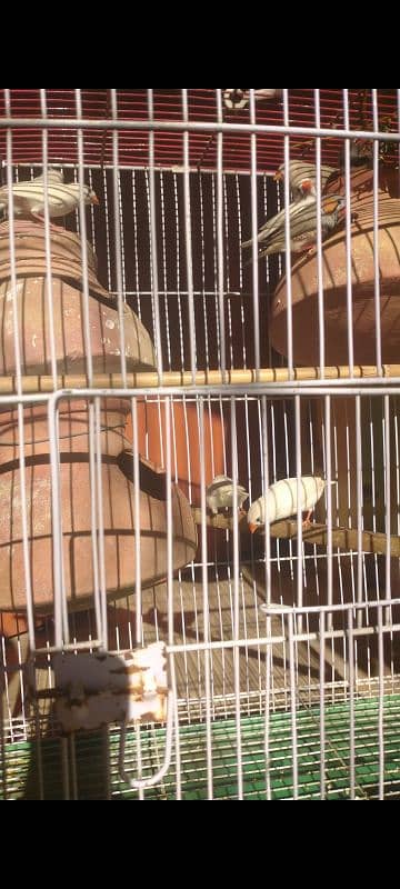 FINCHES BOUNDED PAIR 1