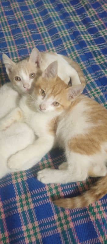 baby cats 2