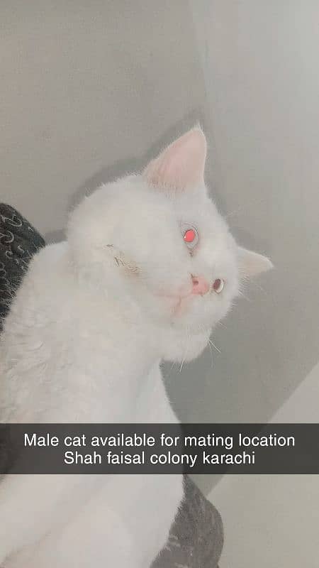 PURE PERSIAN MALE CAT AVAILABLE  FOR MATING NOT FOR SALE 2