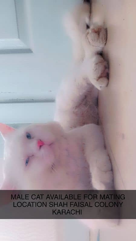 PURE PERSIAN MALE CAT AVAILABLE  FOR MATING NOT FOR SALE 3