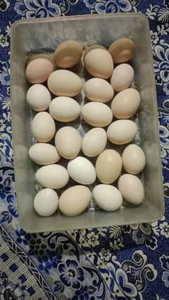 Desi and fertile eggs دیسی انڈے گھر کے