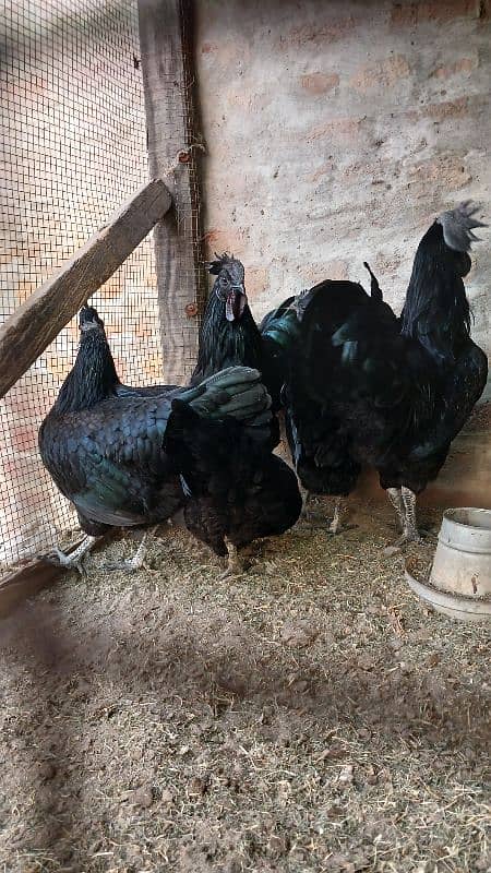 Ayam Cemani eggs 1