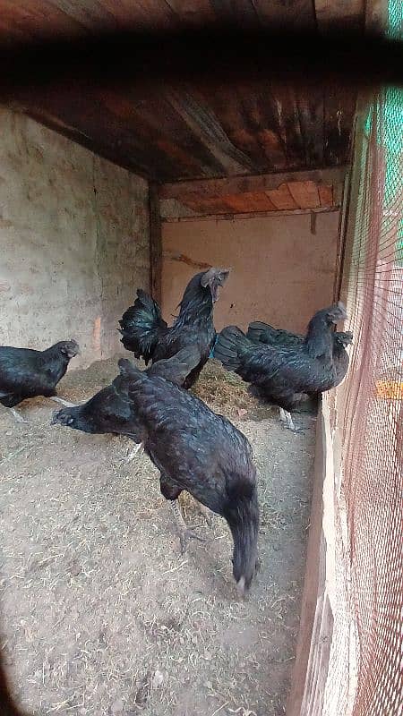 Ayam Cemani eggs 2