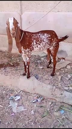 bakri