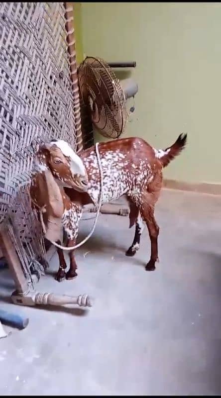 bakri 4