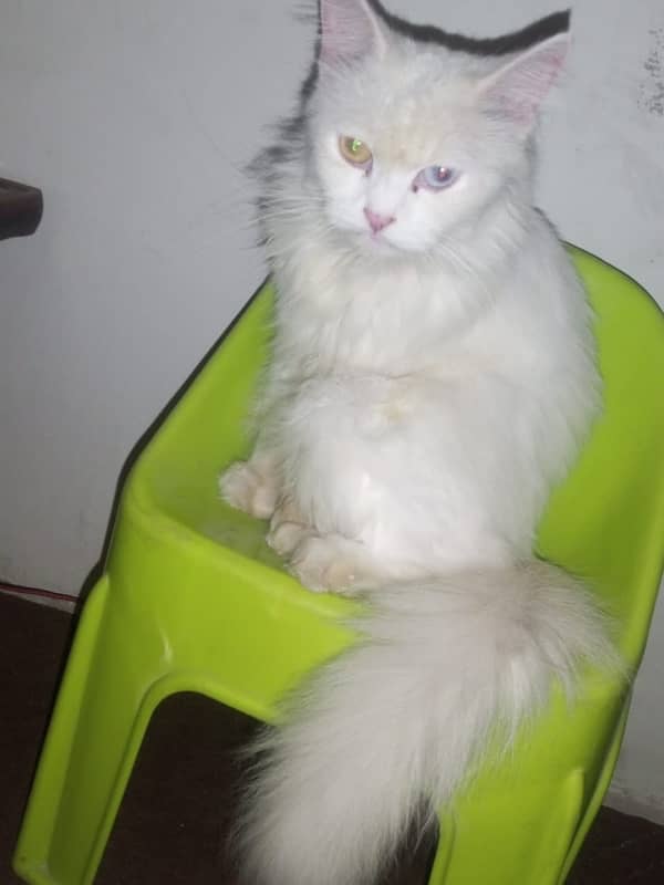 Persian Cat | Odd Eyes | Female 3