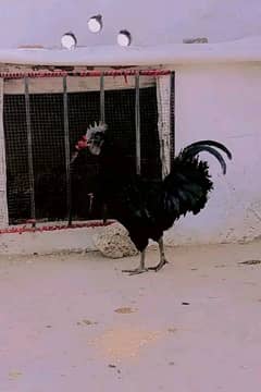 Ayam cemani