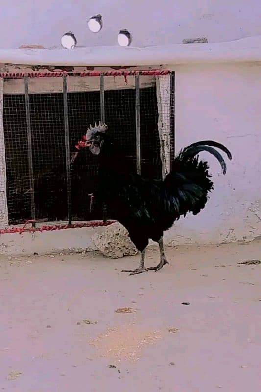 Ayam cemani 0