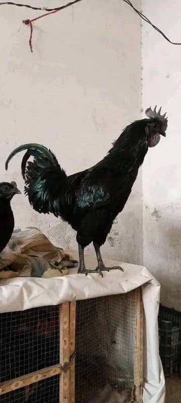 Ayam cemani 2