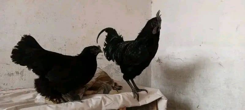 Ayam cemani 3