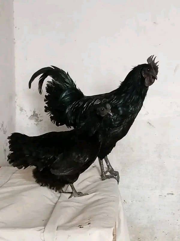 Ayam cemani 4