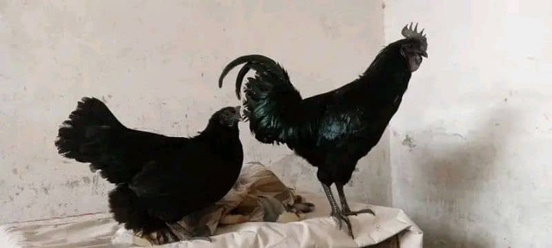 Ayam cemani 5